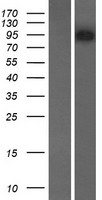 FAM123C (AMER3) Human Over-expression Lysate