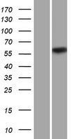 CPNE2 Human Over-expression Lysate