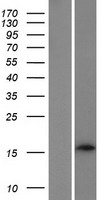 LINC00518 Human Over-expression Lysate