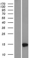 C17orf61 (TMEM256) Human Over-expression Lysate