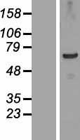 TSGA10IP Human Over-expression Lysate