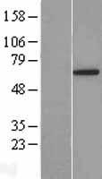 YTHDF3 Human Over-expression Lysate