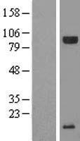 MIR1-1HG-AS1 Human Over-expression Lysate