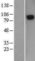 Semaphorin 3D (SEMA3D) Human Over-expression Lysate