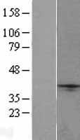 NXPH1 Human Over-expression Lysate
