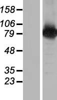 BAAT1 (BRAT1) Human Over-expression Lysate