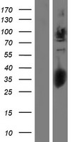 Glypican 2 (GPC2) Human Over-expression Lysate
