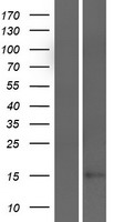 TMEM250 Human Over-expression Lysate
