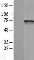 HIF3 alpha (HIF3A) Human Over-expression Lysate