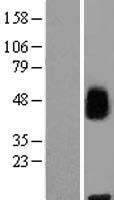 MFSD8 Human Over-expression Lysate