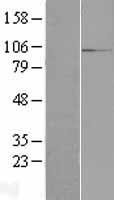 RBM12 Human Over-expression Lysate