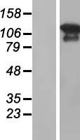 MAGI3 Human Over-expression Lysate