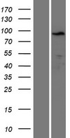 KLRAQ (PPP1R21) Human Over-expression Lysate