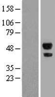 ABHD2 Human Over-expression Lysate