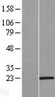 C15orf32 Human Over-expression Lysate
