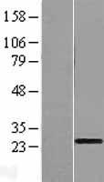 C1orf83 (TCEANC2) Human Over-expression Lysate