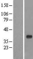 GIMAP7 Human Over-expression Lysate