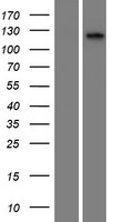 CILP2 Human Over-expression Lysate
