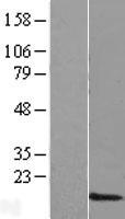 MGC35440 Human Over-expression Lysate