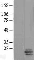 LSMEM2 Human Over-expression Lysate