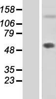 Fibulin 7 (FBLN7) Human Over-expression Lysate