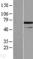 SNX33 Human Over-expression Lysate