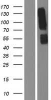 Killer cell immunoglobulin like receptor 3DL3 (KIR3DL3) Human Over-expression Lysate