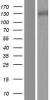 LRIG3 Human Over-expression Lysate