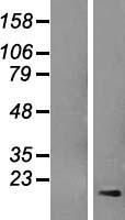 PLAC2 (TINCR) Human Over-expression Lysate