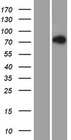 LNX2 Human Over-expression Lysate