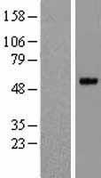 PRSS35 Human Over-expression Lysate