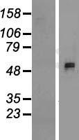 APCDD1L Human Over-expression Lysate