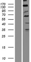 SCARF2 Human Over-expression Lysate