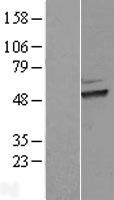 HEXO (ERI1) Human Over-expression Lysate