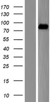 ALDH16A1 Human Over-expression Lysate