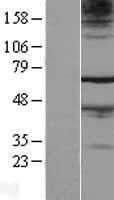 FAM71A Human Over-expression Lysate