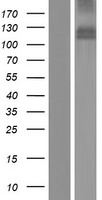 MDGA1 Human Over-expression Lysate