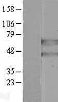 PANK2 Human Over-expression Lysate