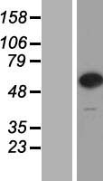 CPNE7 Human Over-expression Lysate