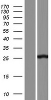 C9orf21 (AAED1) Human Over-expression Lysate