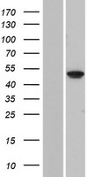 FOLH1B Human Over-expression Lysate