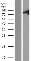 C9orf96 (STKLD1) Human Over-expression Lysate