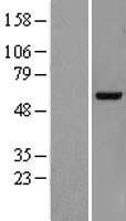 POGLUT3 Human Over-expression Lysate