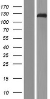 FOG1 (ZFPM1) Human Over-expression Lysate