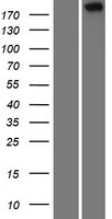 TAF1L Human Over-expression Lysate