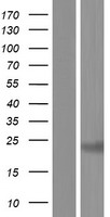 CABYR Human Over-expression Lysate