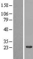 NAP1L5 Human Over-expression Lysate