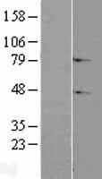 C2orf69 Human Over-expression Lysate
