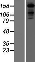 MAP4K6 (MINK1) Human Over-expression Lysate
