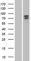 GCSF Receptor (CSF3R) Human Over-expression Lysate